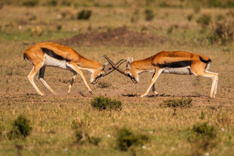 073 Masai Mara.jpg